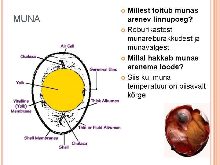 MUNA Millest toitub munas arenev linnupoeg? Reburikastest munareburakkudest ja munavalgest Millal hakkab munas arenema MUNA Millest toitub munas arenev linnupoeg? Reburikastest munareburakkudest ja munavalgest Millal hakkab munas arenema