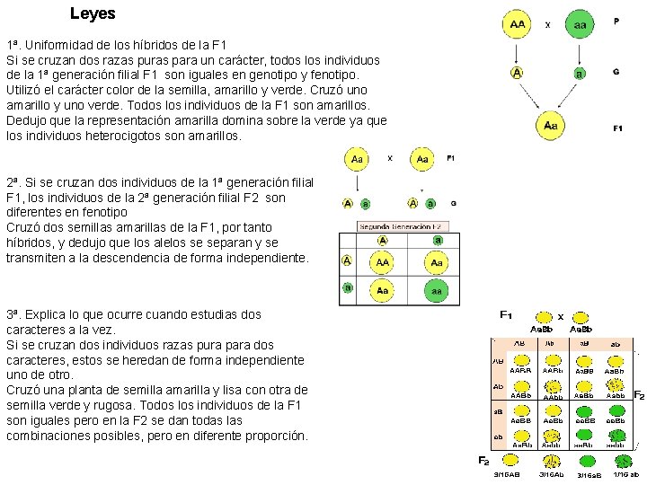 Leyes 1ª. Uniformidad de los híbridos de la F 1 Si se cruzan dos