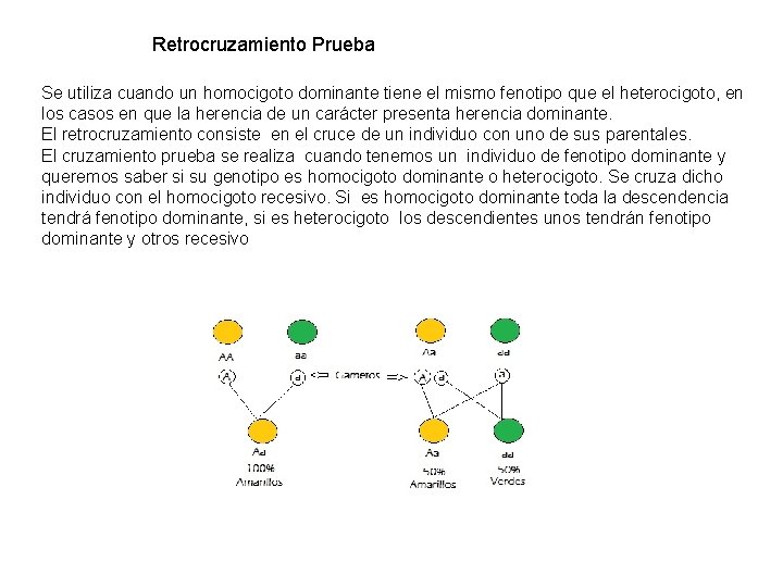 Retrocruzamiento Prueba Se utiliza cuando un homocigoto dominante tiene el mismo fenotipo que el
