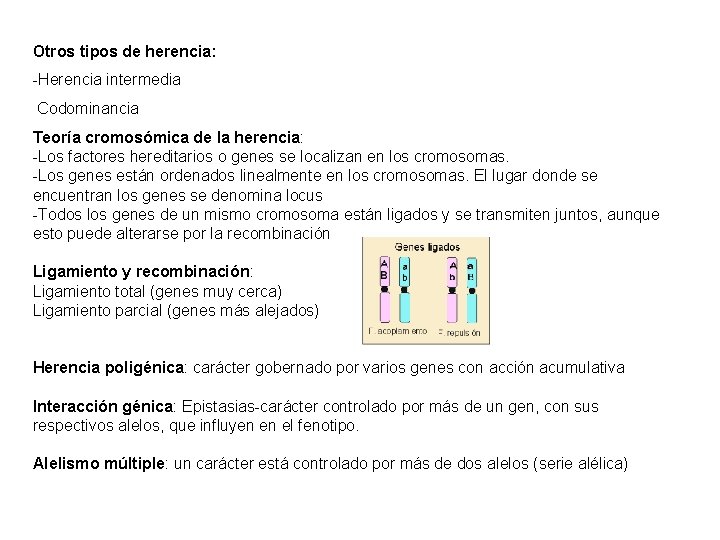 Otros tipos de herencia: -Herencia intermedia Codominancia Teoría cromosómica de la herencia: -Los factores