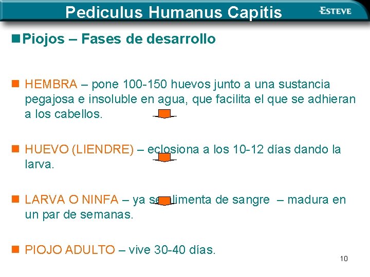Pediculus Humanus Capitis n. Piojos – Fases de desarrollo n HEMBRA – pone 100