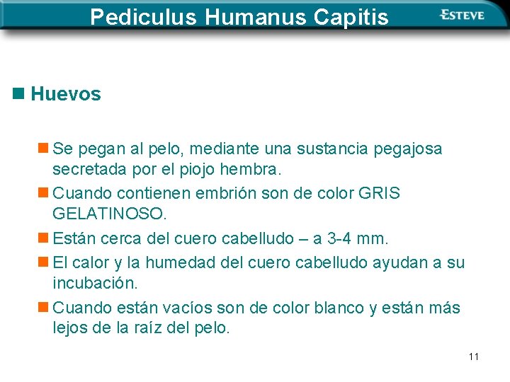 Pediculus Humanus Capitis n Huevos n Se pegan al pelo, mediante una sustancia pegajosa