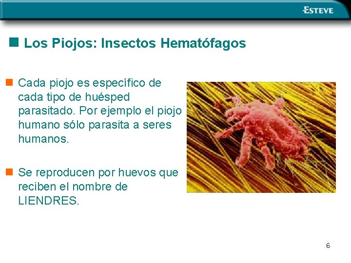 n Los Piojos: Insectos Hematófagos n Cada piojo es específico de cada tipo de