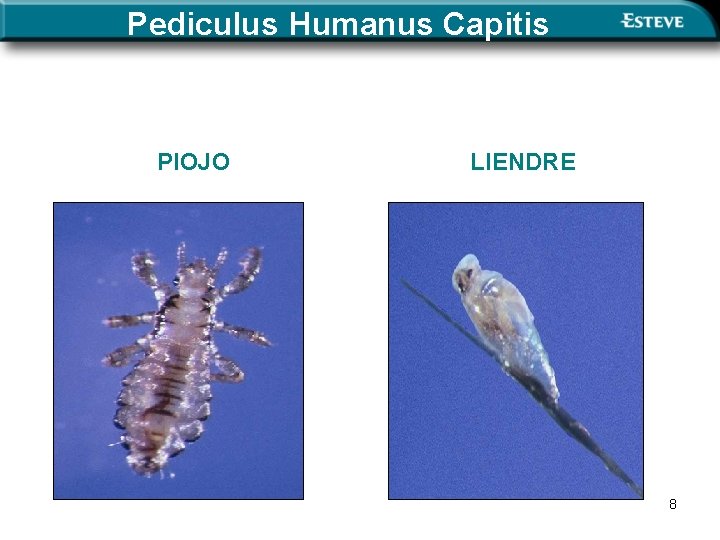 Pediculus Humanus Capitis PIOJO LIENDRE 8 