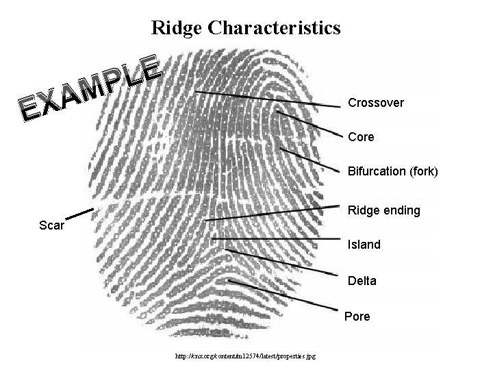 Ridge Characteristics A X E E L MP Crossover Core Bifurcation (fork) Ridge ending