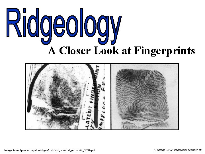 A Closer Look at Fingerprints Image from ftp: //sequoyah. nist. gov/pub/nist_internal_reports/ir_6534. pdf T. Trimpe