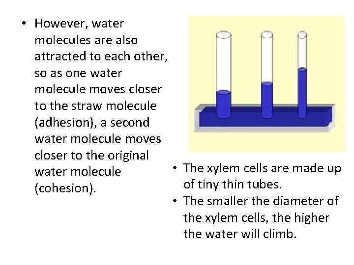  • However, water molecules are also attracted to each other, so as one