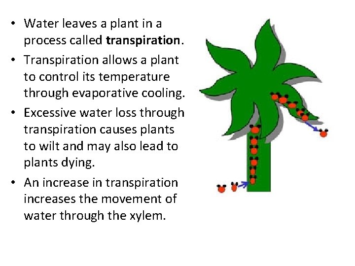 • Water leaves a plant in a process called transpiration. • Transpiration allows