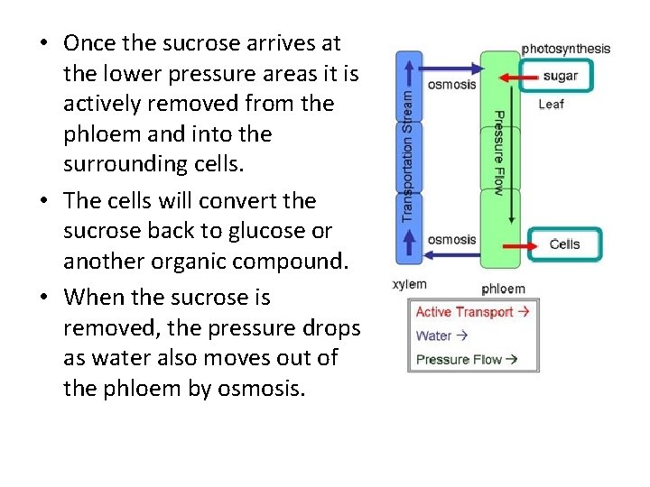  • Once the sucrose arrives at the lower pressure areas it is actively