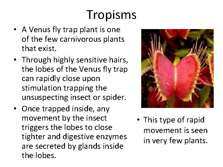 Tropisms • A Venus fly trap plant is one of the few carnivorous plants