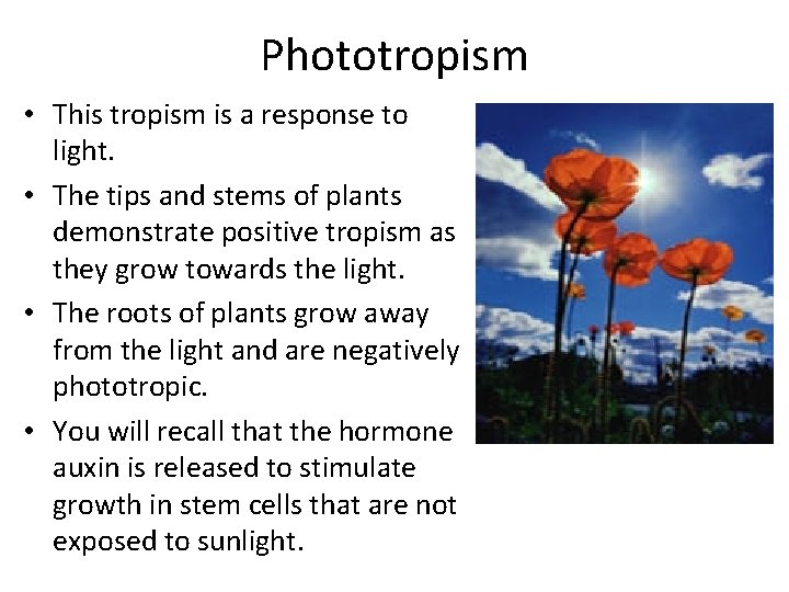 Phototropism • This tropism is a response to light. • The tips and stems