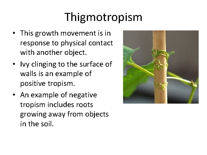 Thigmotropism • This growth movement is in response to physical contact with another object.