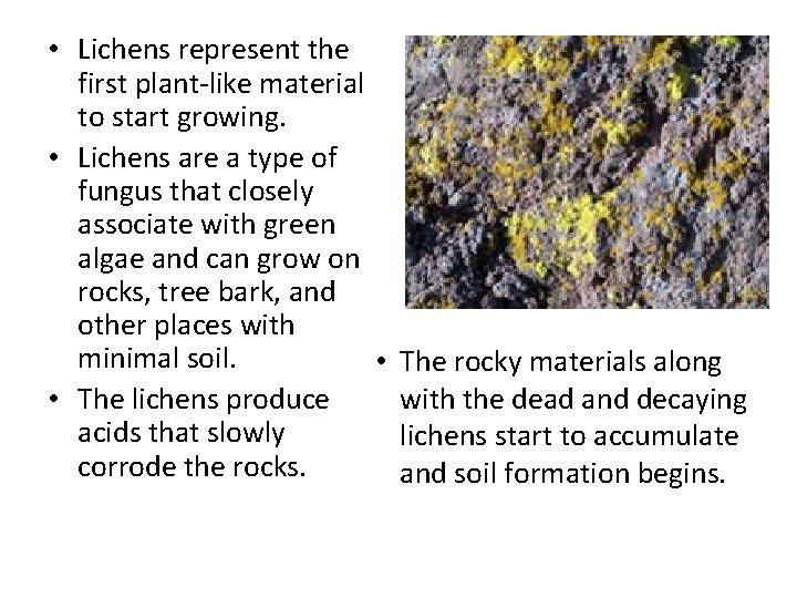  • Lichens represent the first plant-like material to start growing. • Lichens are