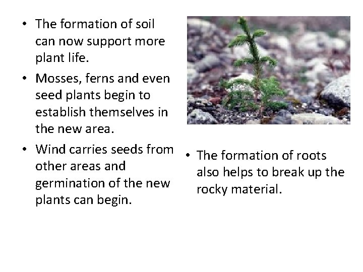 • The formation of soil can now support more plant life. • Mosses,