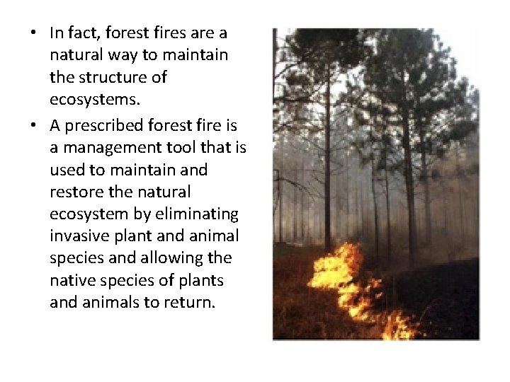  • In fact, forest fires are a natural way to maintain the structure