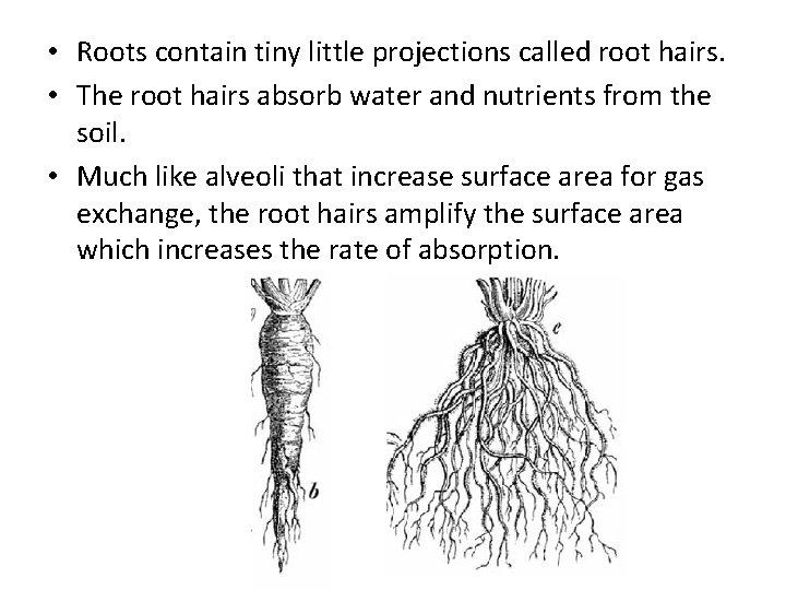  • Roots contain tiny little projections called root hairs. • The root hairs