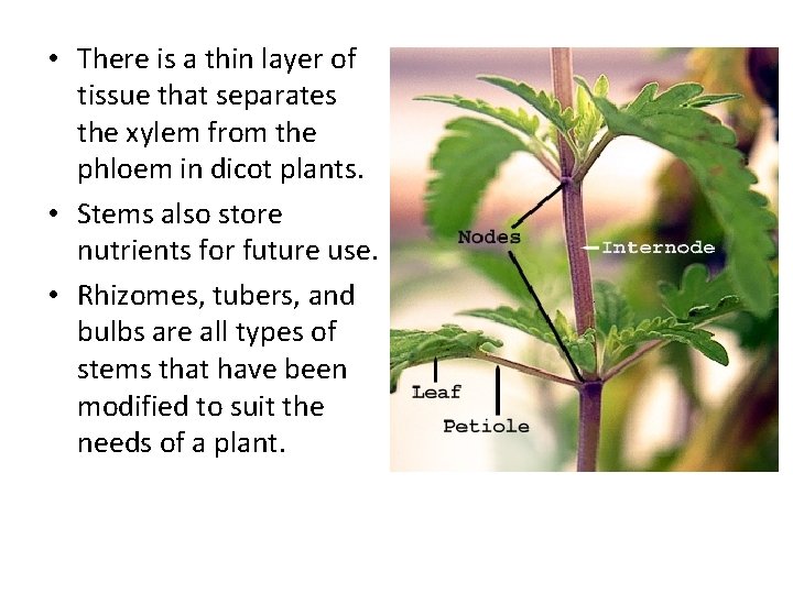  • There is a thin layer of tissue that separates the xylem from