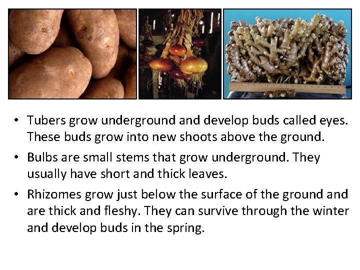  • Tubers grow underground and develop buds called eyes. These buds grow into
