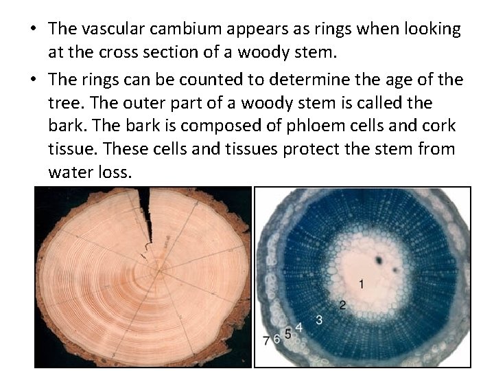  • The vascular cambium appears as rings when looking at the cross section