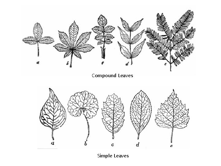 Compound Leaves Simple Leaves 