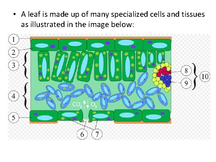  • A leaf is made up of many specialized cells and tissues as