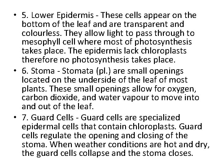  • 5. Lower Epidermis - These cells appear on the bottom of the