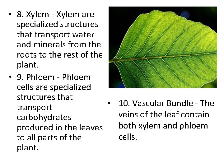  • 8. Xylem - Xylem are specialized structures that transport water and minerals