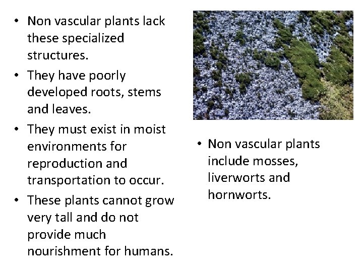  • Non vascular plants lack these specialized structures. • They have poorly developed