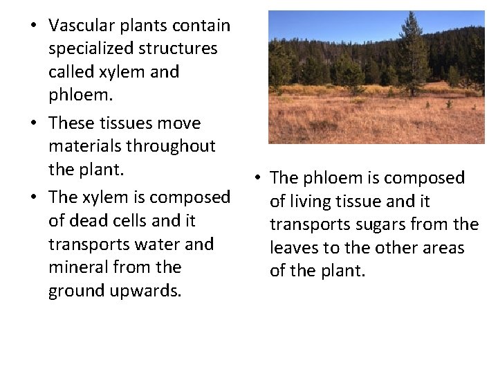  • Vascular plants contain specialized structures called xylem and phloem. • These tissues