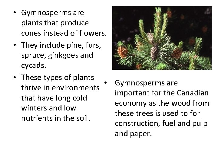  • Gymnosperms are plants that produce cones instead of flowers. • They include