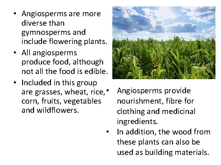  • Angiosperms are more diverse than gymnosperms and include flowering plants. • All