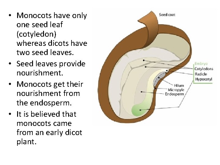  • Monocots have only one seed leaf (cotyledon) whereas dicots have two seed
