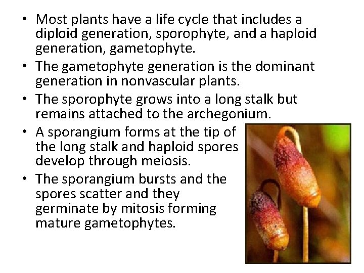  • Most plants have a life cycle that includes a diploid generation, sporophyte,