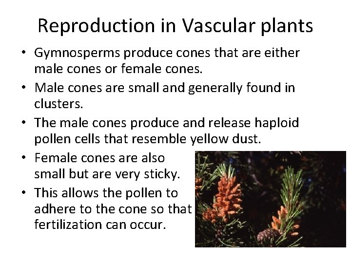 Reproduction in Vascular plants • Gymnosperms produce cones that are either male cones or