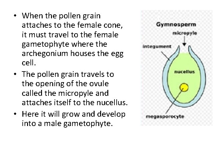  • When the pollen grain attaches to the female cone, it must travel