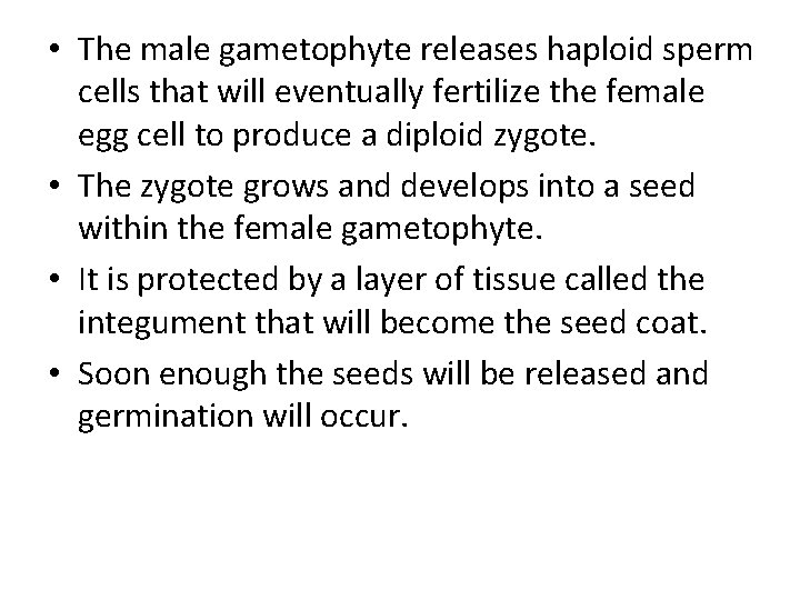  • The male gametophyte releases haploid sperm cells that will eventually fertilize the
