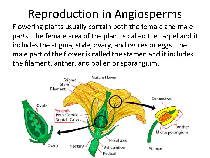 Reproduction in Angiosperms Flowering plants usually contain both the female and male parts. The