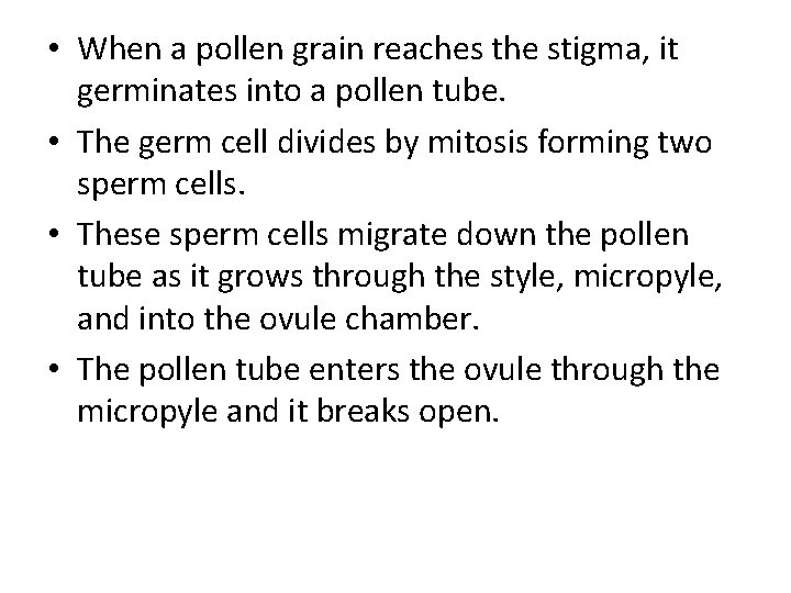  • When a pollen grain reaches the stigma, it germinates into a pollen