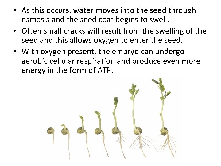  • As this occurs, water moves into the seed through osmosis and the