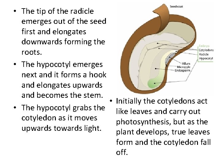  • The tip of the radicle emerges out of the seed first and