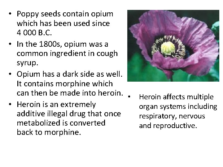  • Poppy seeds contain opium which has been used since 4 000 B.