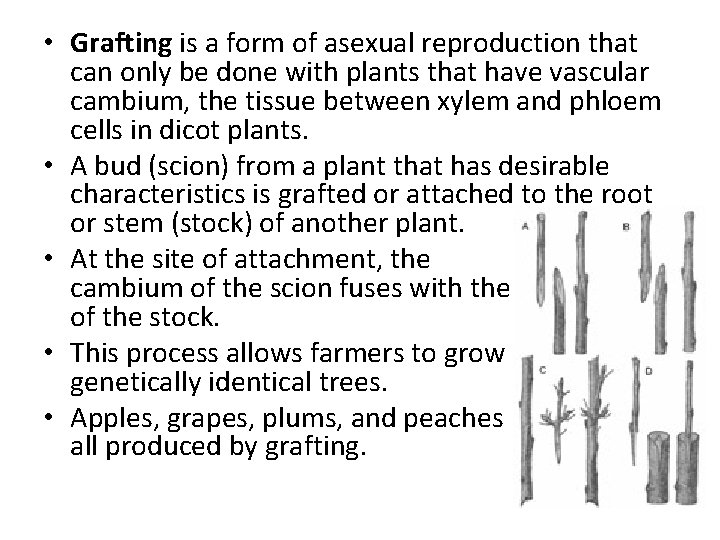  • Grafting is a form of asexual reproduction that can only be done