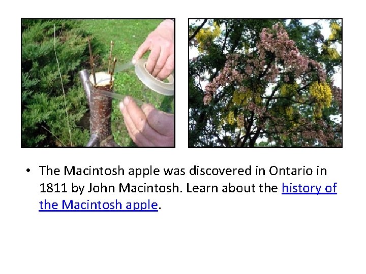  • The Macintosh apple was discovered in Ontario in 1811 by John Macintosh.