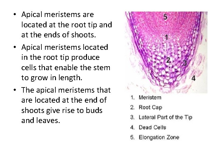  • Apical meristems are located at the root tip and at the ends