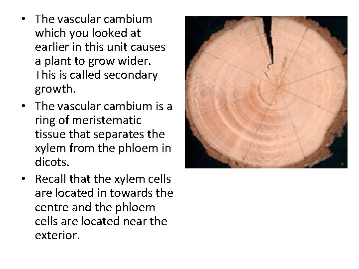  • The vascular cambium which you looked at earlier in this unit causes