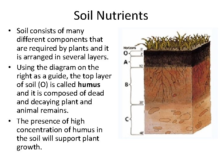 Soil Nutrients • Soil consists of many different components that are required by plants