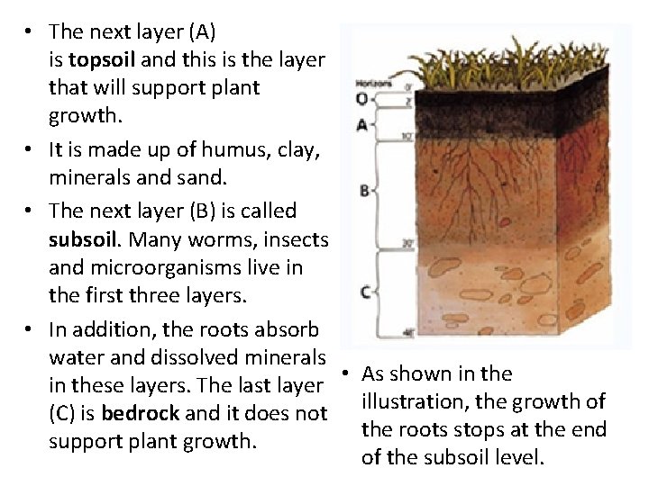  • The next layer (A) is topsoil and this is the layer that
