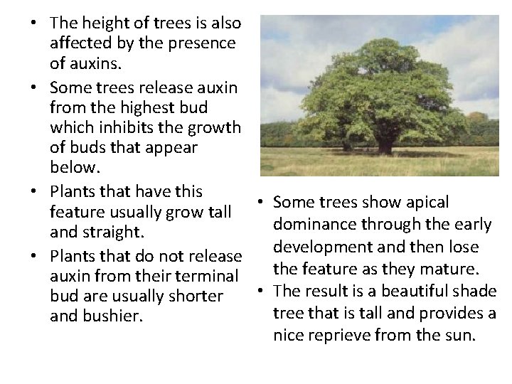  • The height of trees is also affected by the presence of auxins.