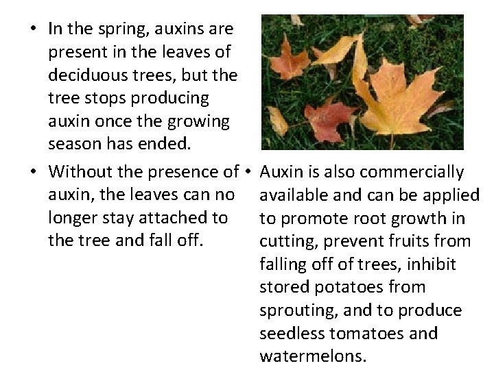  • In the spring, auxins are present in the leaves of deciduous trees,