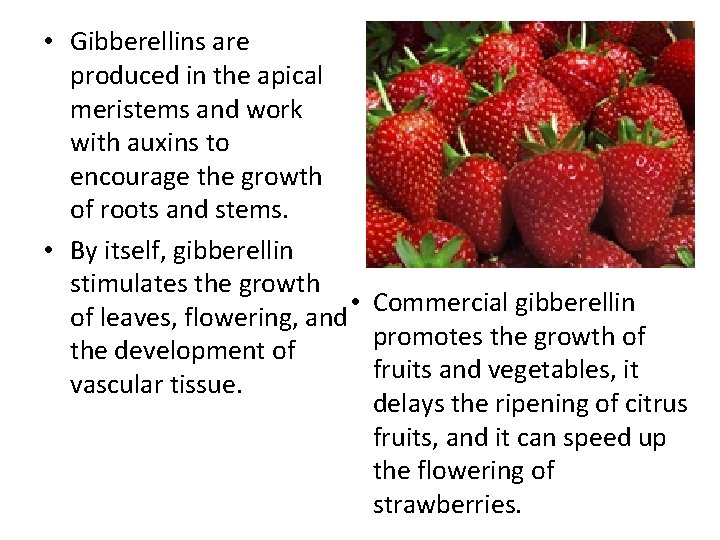 • Gibberellins are produced in the apical meristems and work with auxins to